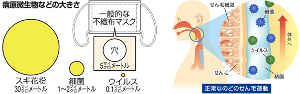 病原生物などの大きさと正常なせん毛運動の図